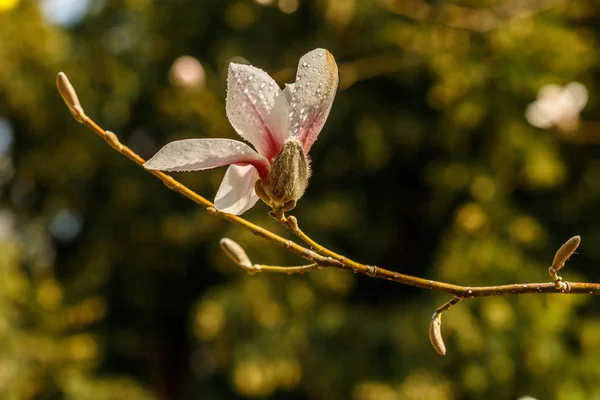 Belas flores de magnólia com gotas de água — Fotografia de Stock
