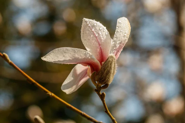 Mooie Magnolia bloemen met waterdruppels — Stockfoto