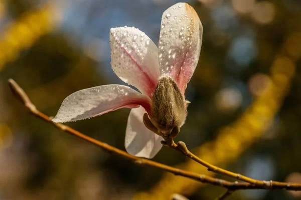 Beautiful magnolia flowers with water droplets — Stock Photo, Image