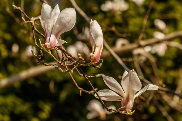 Mooie Magnolia bloemen met waterdruppels — Stockfoto
