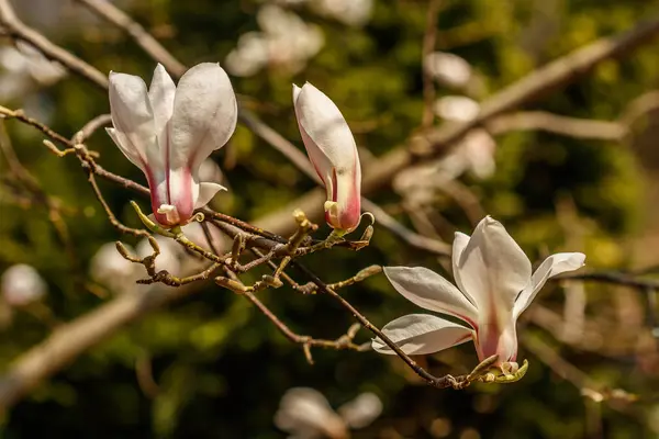 Beautiful magnolia flowers with water droplets — Stock Photo, Image