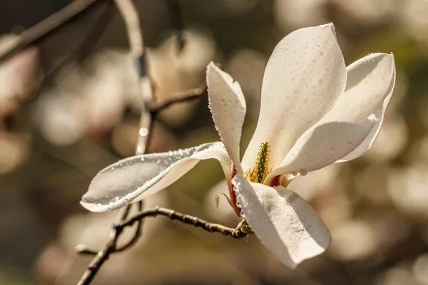 水滴が付いた美しいマグノリアの花 — ストック写真