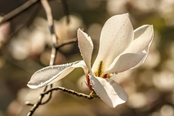 水滴が付いた美しいマグノリアの花 — ストック写真