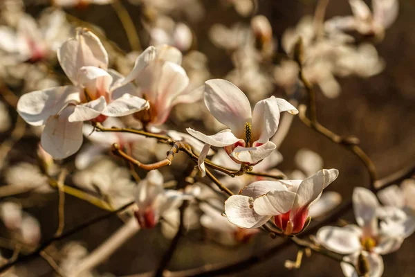 Beautiful magnolia flowers with water droplets — Stock Photo, Image