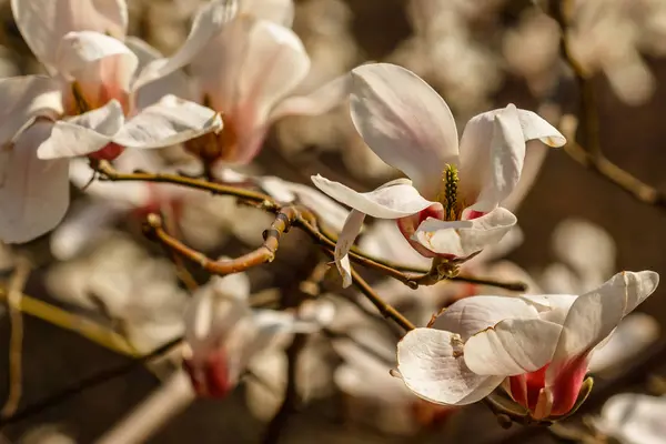 Beautiful magnolia flowers with water droplets — Stock Photo, Image