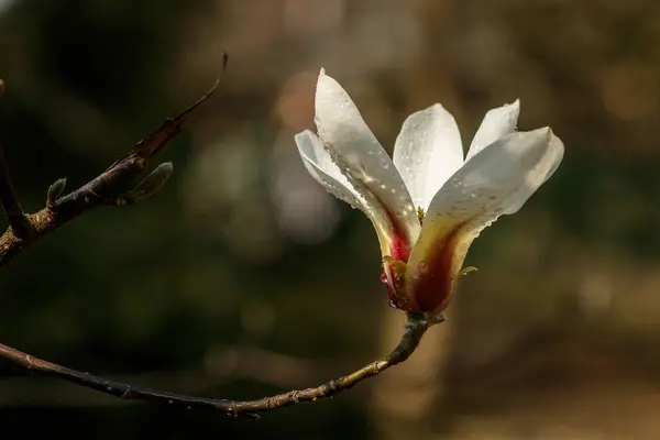 Beautiful magnolia flowers with water droplets — Stock Photo, Image