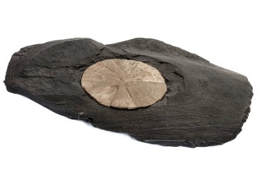 Makro taş beyaz arka planda kaya pirit mineral