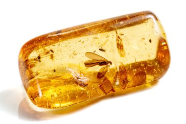 Böcek ile makro taş mineral Amber, bir w üzerinde sinekler ve böcekler