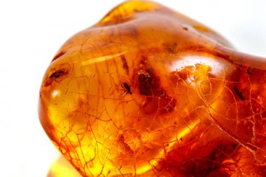Böcek ile makro taş mineral Amber, bir w üzerinde sinekler ve böcekler