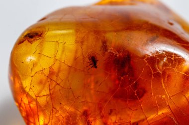Böcek ile makro taş mineral Amber, bir w üzerinde sinekler ve böcekler