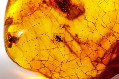 Böcek ile makro taş mineral Amber, bir w üzerinde sinekler ve böcekler