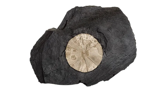 Makro taş beyaz arka planda kaya pirit mineral