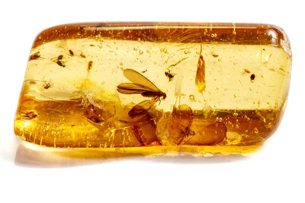 Macro stone mineral amber with insects, flies and beetles on a w — Stock Photo, Image