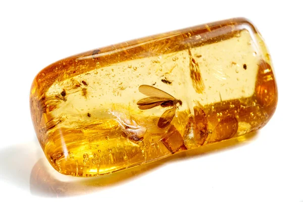 Macro stone mineral amber with insects, flies and beetles on a w — Stock Photo, Image