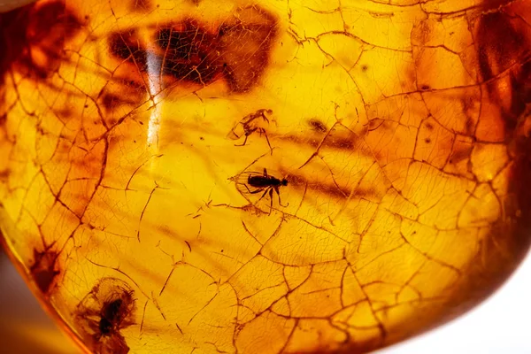 宏观石头矿物琥珀与昆虫、苍蝇和甲虫在 w — 图库照片
