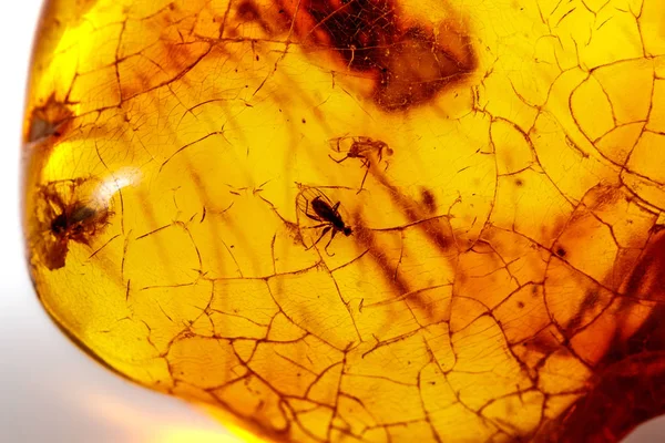 Böcek ile makro taş mineral Amber, bir w üzerinde sinekler ve böcekler