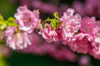 Güneş ışınları makro güzel bahar sakura