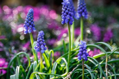 Güzel bahar kır çiçekleri makro 