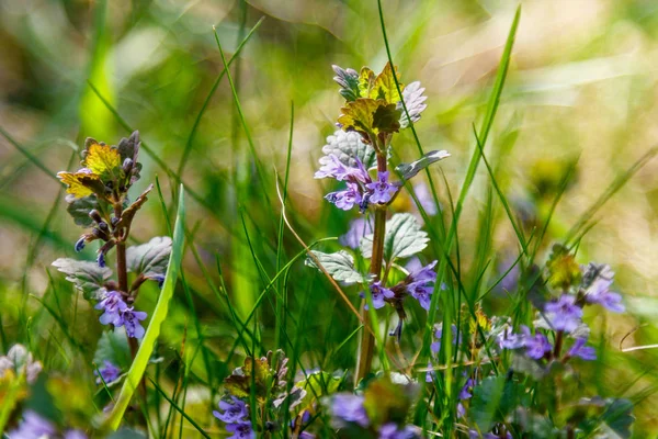 Gyönyörű tavaszi vadvirágok makró — Stock Fotó