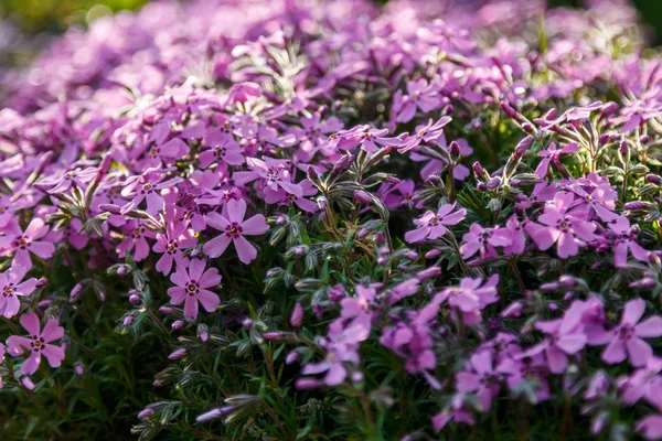 Hermosas flores silvestres de primavera macro — Foto de Stock