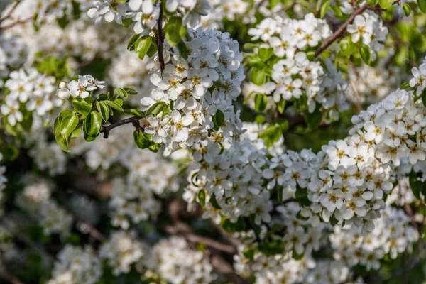 Hermosas ramas de árboles florecientes primavera con flores blancas mac —  Fotos de Stock