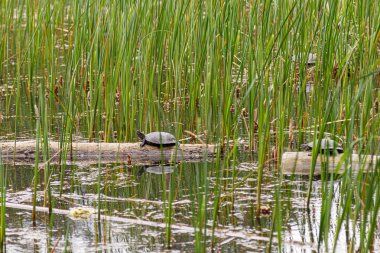 göl lombs günlükleri üzerinde oturan kaplumbağalar