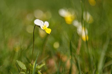 Taze çiçeklerin güzel bahar çiçekli çayır 