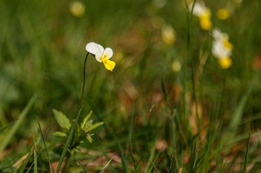 Taze çiçeklerin güzel bahar çiçekli çayır 