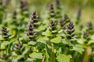 Taze çiçeklerin güzel bahar çiçekli çayır 