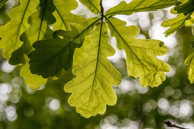 Güneşin altında güzel genç yapraklar