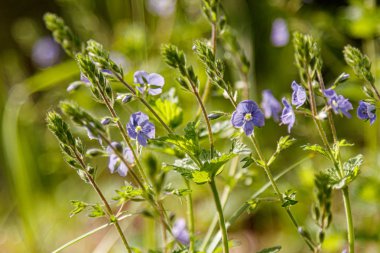 Taze çiçeklerin güzel bahar çiçekli çayır 
