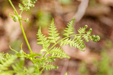 Taze çiçeklerin güzel bahar çiçekli çayır 