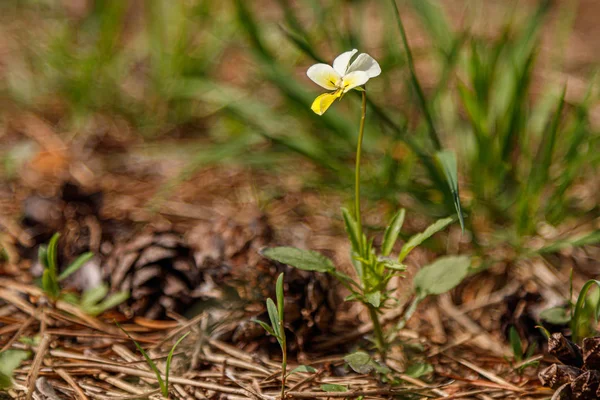 Bellissimo prato fiorito primaverile di fiori freschi — Foto Stock