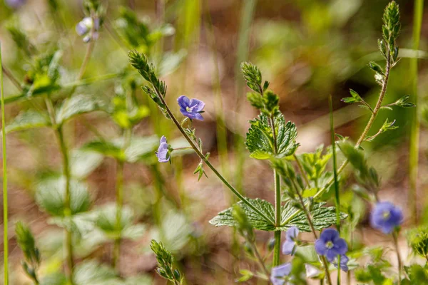 Hermosa pradera floreciente de primavera de flores frescas — Foto de Stock