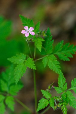 Taze çiçeklerin güzel bahar çiçekli çayır 