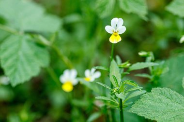 Taze çiçeklerin güzel bahar çiçekli çayır 