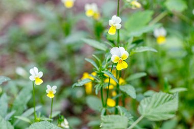 Taze çiçeklerin güzel bahar çiçekli çayır 