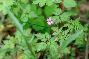 Taze çiçeklerin güzel bahar çiçekli çayır 