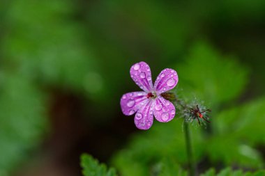 Taze çiçeklerin güzel bahar çiçekli çayır 