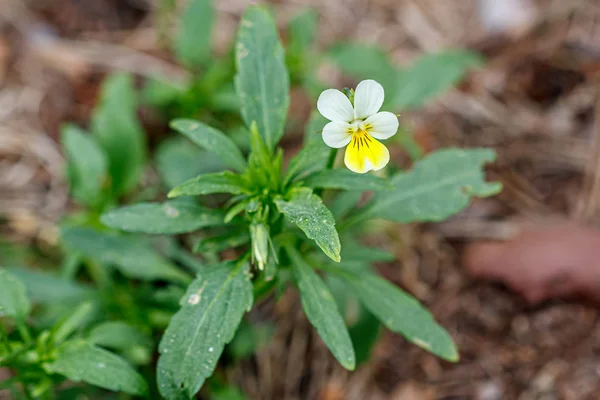 Hermosa pradera floreciente de primavera de flores frescas — Foto de Stock