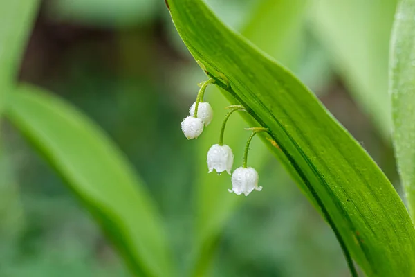 Bella primavera fioritura gigli della valle con gocce di flo — Foto Stock