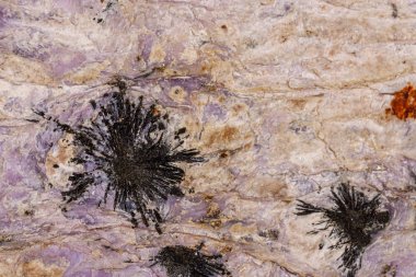 Beyaz arka planda charoite makro taş Aegirine