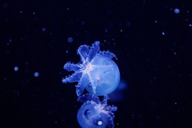 güzel bir denizanası stomolophus meleagris makro