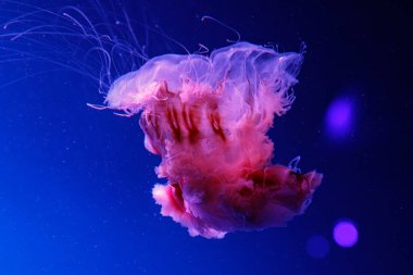 güzel bir denizanası cyanea capillata makro