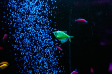 güzel bir glofiish balık makro