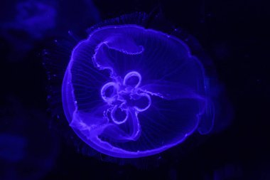 güzel bir denizanası aurelia aurita makro