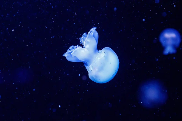Macro di una bella medusa stomolophus meleagris — Foto Stock