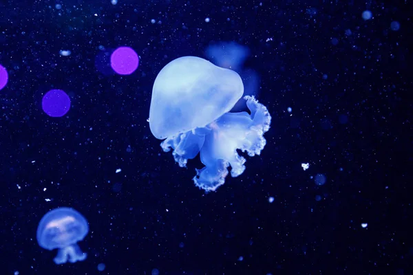 Macro of a beautiful jellyfish stomolophus meleagris — Stock Photo, Image