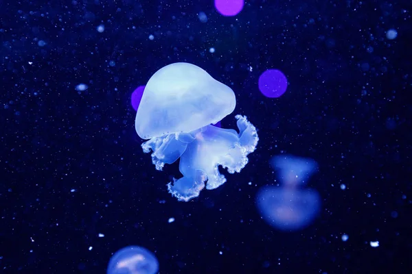 Macro de una hermosa medusa stomolophus meleagris — Foto de Stock
