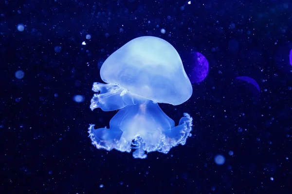 Macro de una hermosa medusa stomolophus meleagris — Foto de Stock